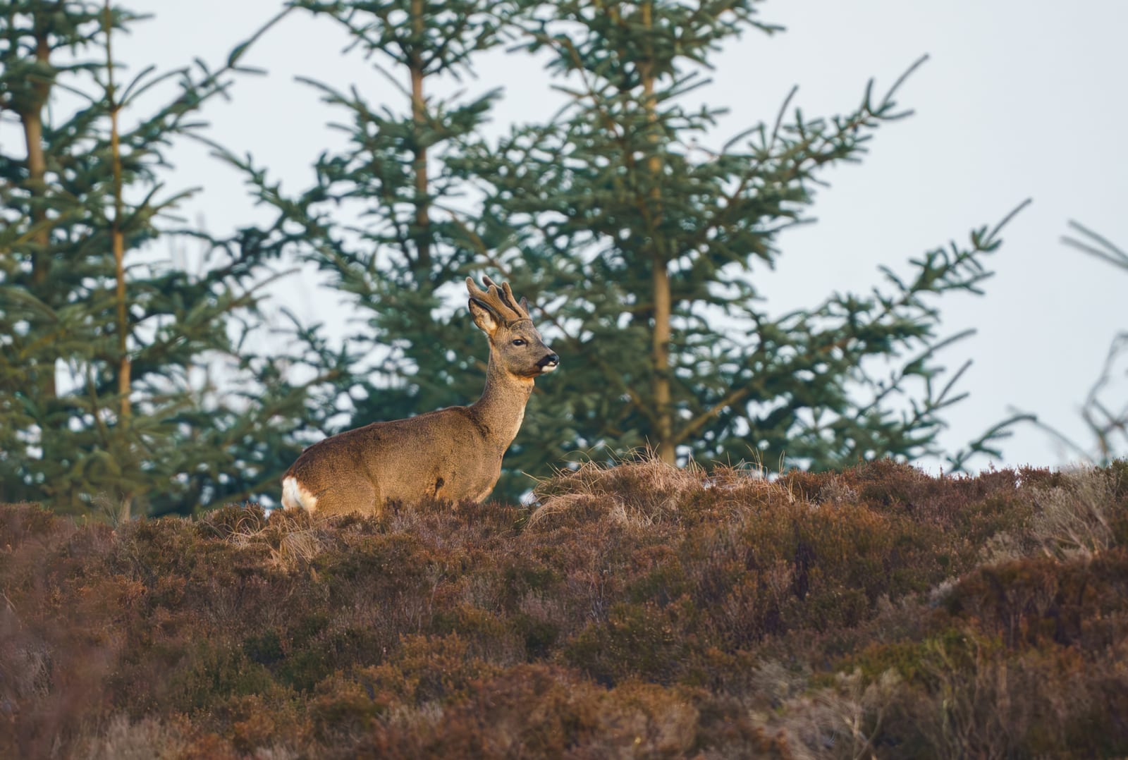 Capriolo
