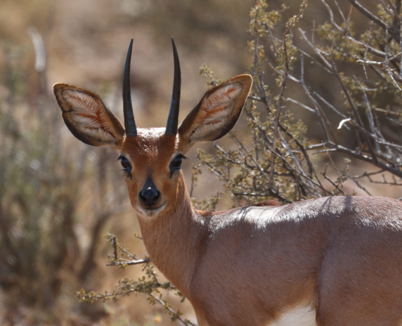 Steenbok