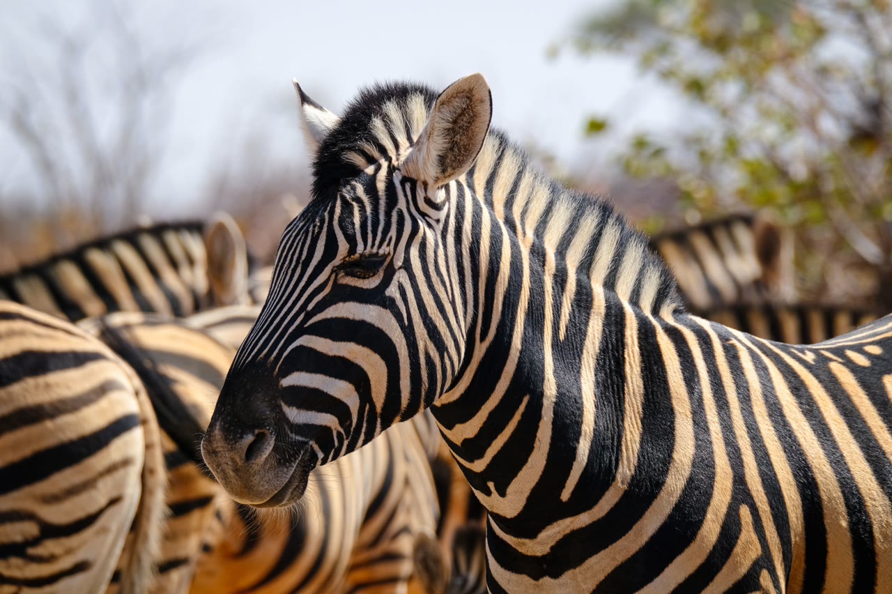 Zebra